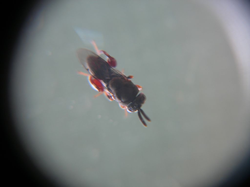 Hymenoptera: Superfam. Chalcidoidea, Fam. Chalcididae